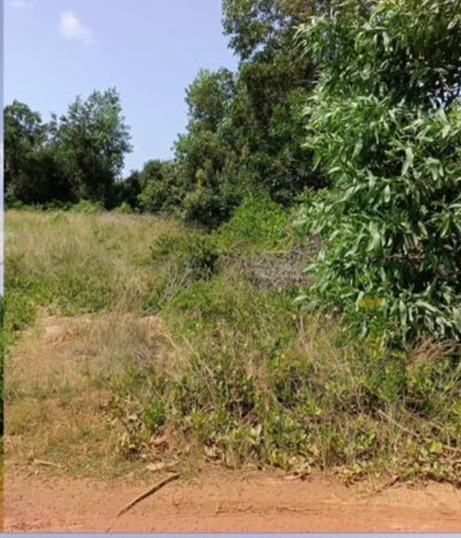 Terrain 600 m2 assinie 4