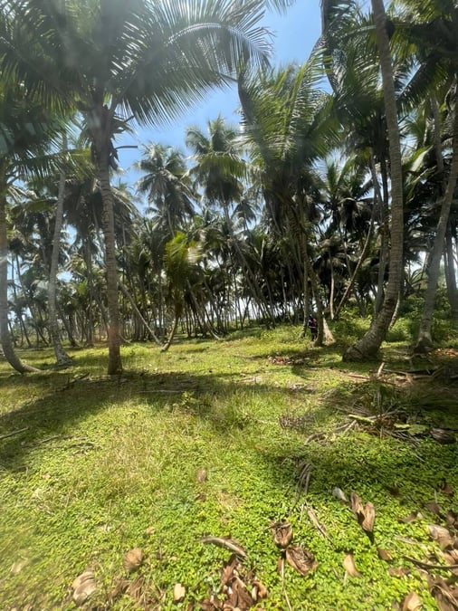 Terrain de 17531 m² à vendre, Bardot, San Pedro — Bardot, San Pedro (photo 3)