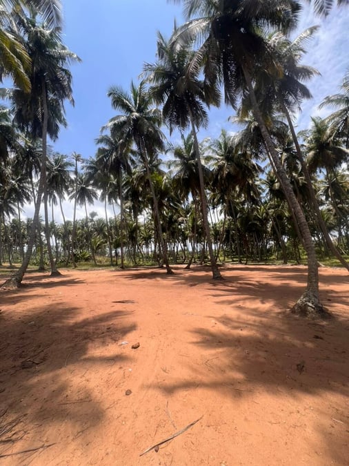 Terrain de 17531 m² à vendre, Bardot, San Pedro — Bardot, San Pedro (photo 5)